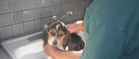 Help Your Puppy Adjust – Top 10 Tips for Home Dog Training Tips