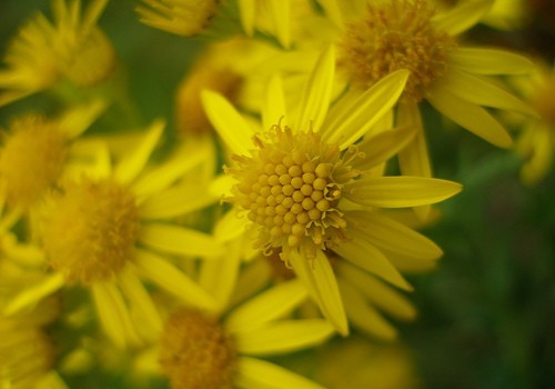 Slideshow picture