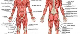 Male Muscular System Anatomy - Full Overview