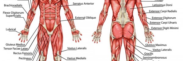Male Muscular System Anatomy - Full Overview