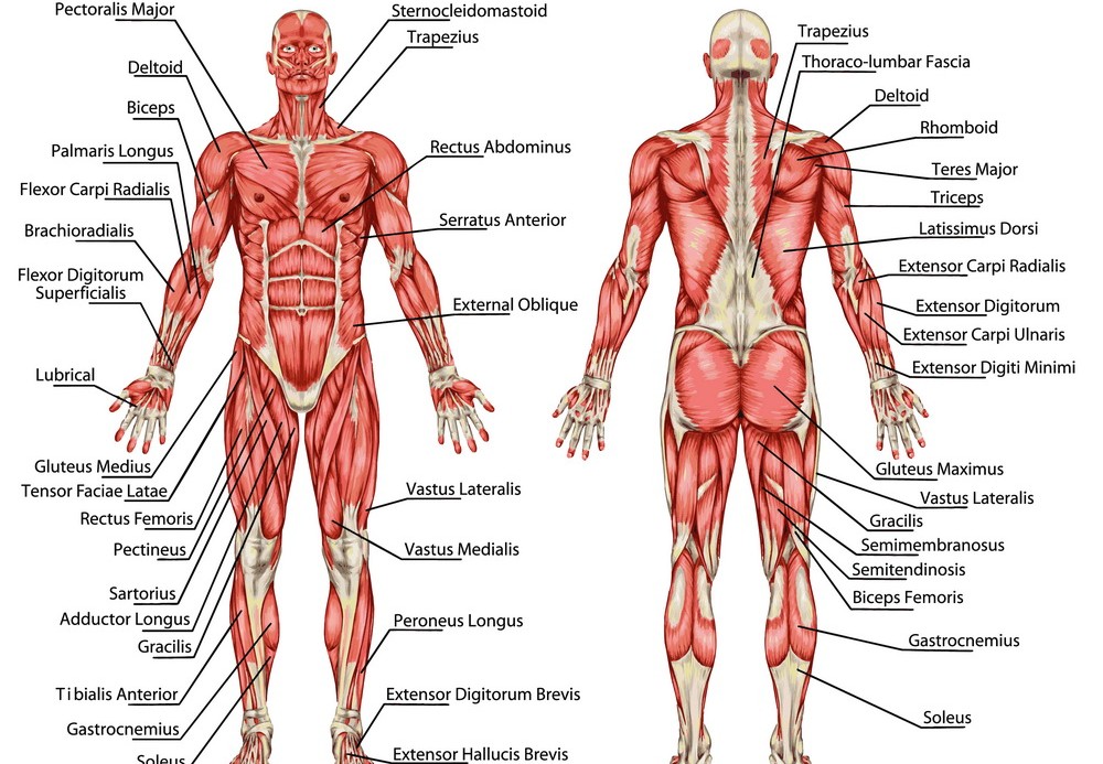 Male Muscular System Anatomy Full Overview Workout And Exercises