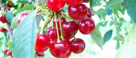 10 Great Foods With Anti-Inflammatory Ingredients