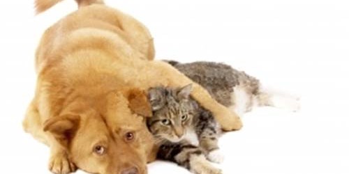 Allergic To Cats And Dogs