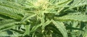 Is Marijuana A Sex Stimulant?
