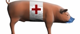 Swine Flu Symptoms: What People Need to Know