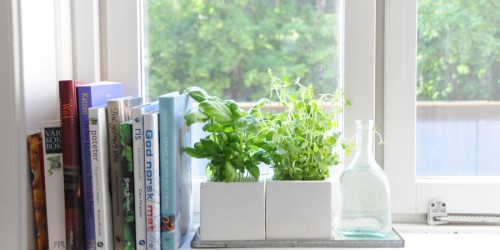Herbs at Home: Herbs Grown in a Window Pot