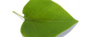 Varicose Veins Treatment Options