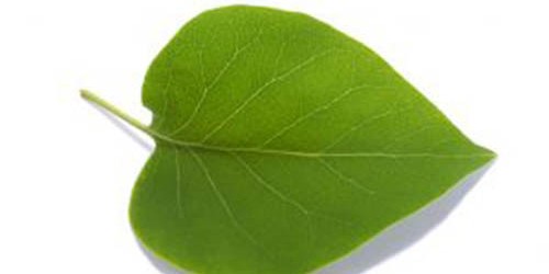 Varicose Veins Treatment Options