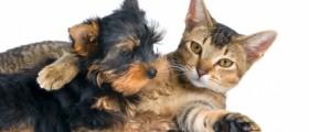 Interesting Things about Dogs and Cats