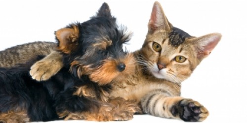 Interesting Things about Dogs and Cats