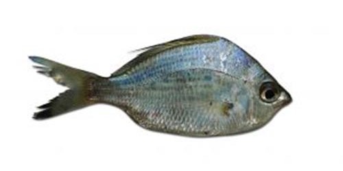 Top 10 Foods to Maximize Muscle Power