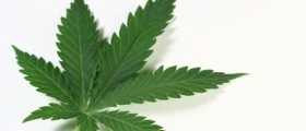 Addicted to Cannabis:  Marijuana Addiction Treatment