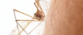 Insect Stings and Bites Remedies