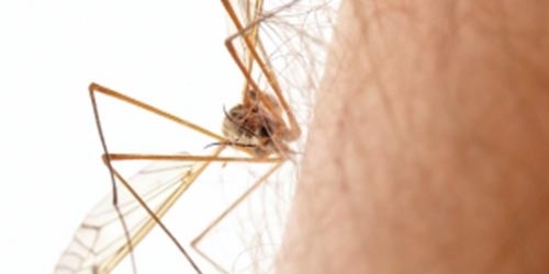 Insect Stings and Bites Remedies