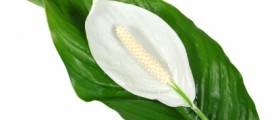 Best Plants for Indoor Air Quality