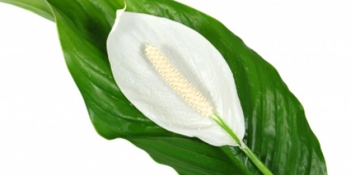 Best Plants for Indoor Air Quality