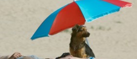 How to Protect Pets From the Sun