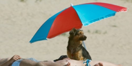 How to Protect Pets From the Sun