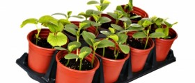 Urban Gardening Help: Vegetables you can Grow in your Pot