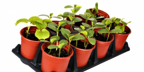 Urban Gardening Help: Vegetables you can Grow in your Pot