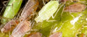 Head Lice Remedies for Children and Parents