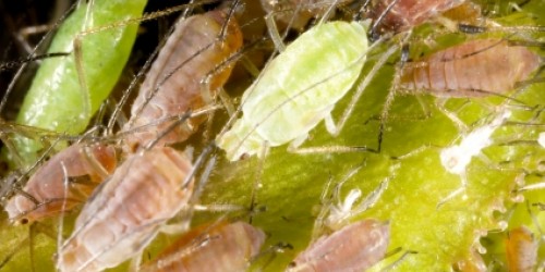 Head Lice Remedies for Children and Parents