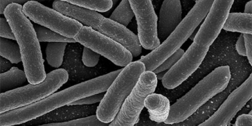 The Truth About the European E. coli Outbreak