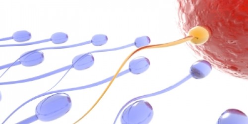 How to Increase Sperm Count and Improve Sperm Quality Naturally