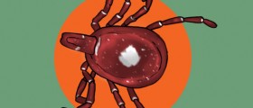 Do You Have A Beef With The Lone Star Tick? Tick Bite Causes Meat Allergy