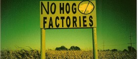 Overuse Of Drugs In Animal Farming Linked To Antibiotic Resistance In Humans