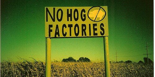 Overuse Of Drugs In Animal Farming Linked To Antibiotic Resistance In Humans