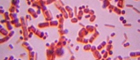 Superbug Clostridium Difficile About to Overtake MRSA in Hospitals