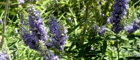 Herbs and Spices You Should Avoid During Pregnancy