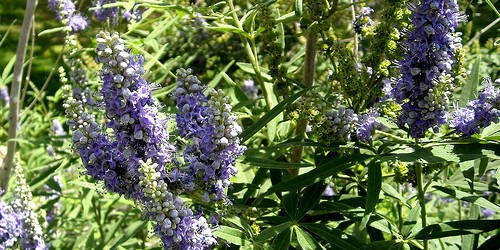 Herbs and Spices You Should Avoid During Pregnancy