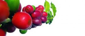 Positive And Negative Health Effects Of Caffeine