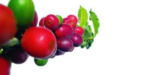 Positive And Negative Health Effects Of Caffeine