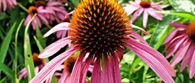 Echinacea Fails To Fight The Common Cold, New Study Says