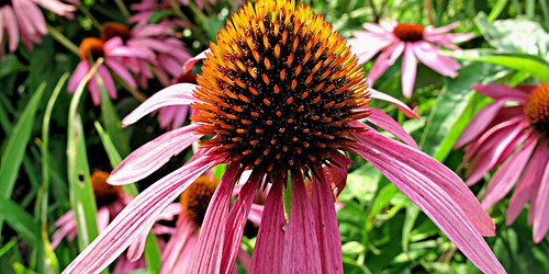 Echinacea Fails To Fight The Common Cold, New Study Says