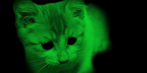 Green Glowing Cats Might Help In Hiv Research