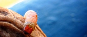Maggots Help Heal Diabetic Wounds
