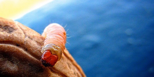 Maggots Help Heal Diabetic Wounds