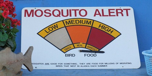 Ten Tips For Avoiding And Treating Mosquito Bites