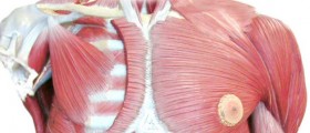 Amyotrophic Lateral Sclerosis: Symptoms and Treatment of ALS