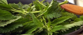 Stinging Nettles In Kitchen Cuisine