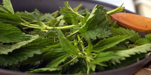 Stinging Nettles In Kitchen Cuisine