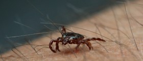 Ten Tips for Avoiding and Removing Ticks