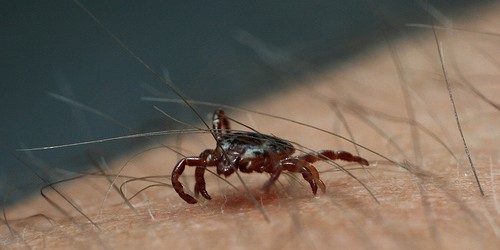 Ten Tips for Avoiding and Removing Ticks