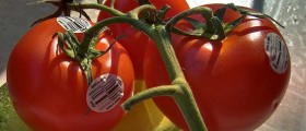 Do You Know What Produce Labels Mean?