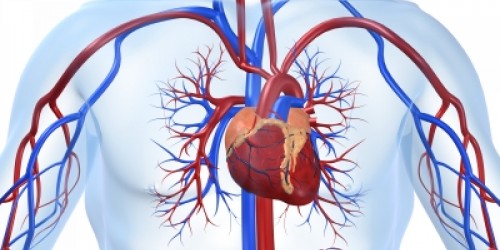 Chelation Therapy for Heart Disease