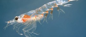 Pros and Cons of Krill Oil